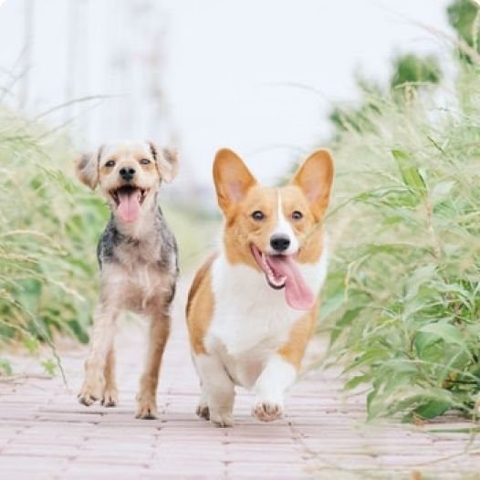 Perros